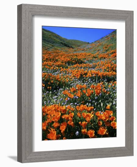 California Poppies and Globe Gilia, Tehachapi Mountains, California, USA-Charles Gurche-Framed Photographic Print