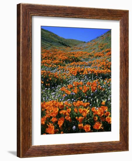 California Poppies and Globe Gilia, Tehachapi Mountains, California, USA-Charles Gurche-Framed Photographic Print