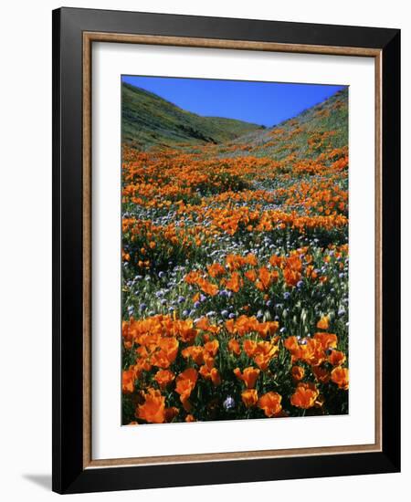 California Poppies and Globe Gilia, Tehachapi Mountains, California, USA-Charles Gurche-Framed Photographic Print