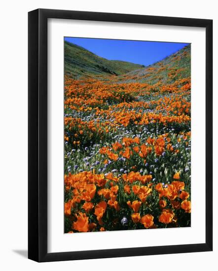 California Poppies and Globe Gilia, Tehachapi Mountains, California, USA-Charles Gurche-Framed Photographic Print