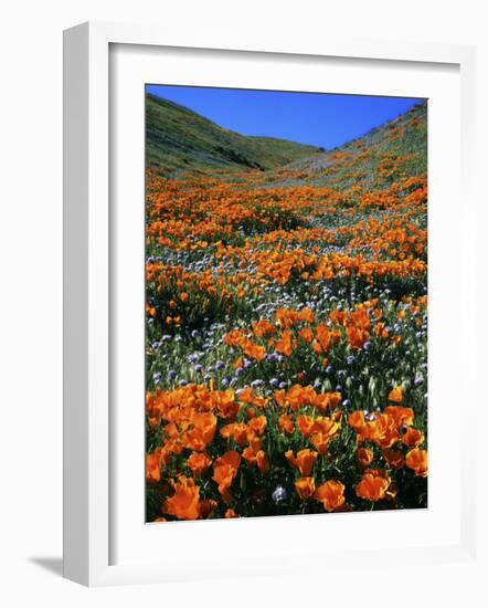 California Poppies and Globe Gilia, Tehachapi Mountains, California, USA-Charles Gurche-Framed Photographic Print