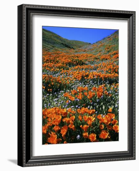 California Poppies and Globe Gilia, Tehachapi Mountains, California, USA-Charles Gurche-Framed Photographic Print