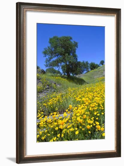 California Poppies and Oak Trees-coyote-Framed Photographic Print