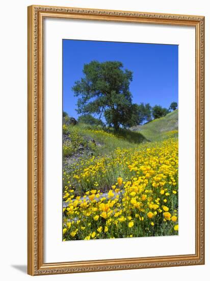 California Poppies and Oak Trees-coyote-Framed Photographic Print