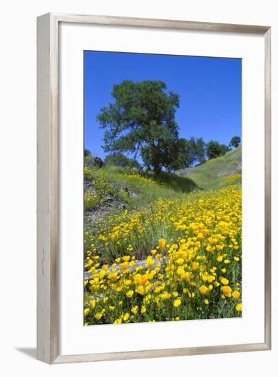 California Poppies and Oak Trees-coyote-Framed Photographic Print