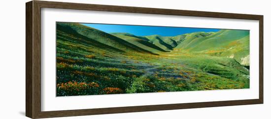 California Poppies and Wildflowers, Near Gorman, California-null-Framed Photographic Print