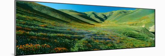 California Poppies and Wildflowers, Near Gorman, California-null-Mounted Photographic Print