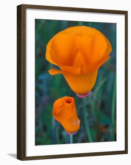 California Poppies, Antelope Valley, California, USA-Jamie & Judy Wild-Framed Photographic Print