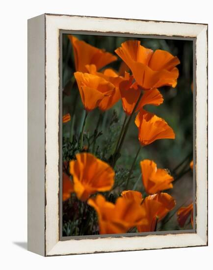 California Poppies, Antelope Valley, California, USA-Jamie & Judy Wild-Framed Premier Image Canvas