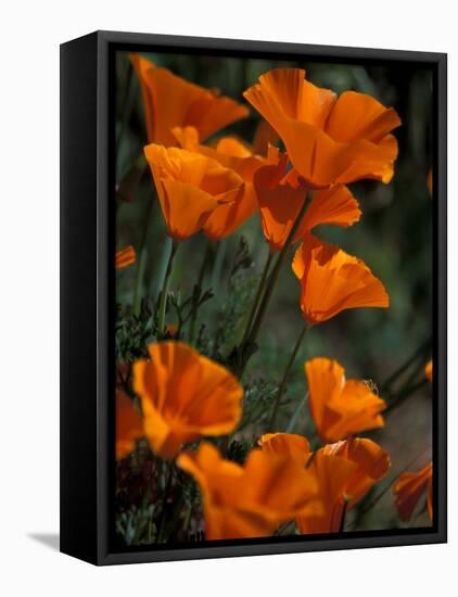 California Poppies, Antelope Valley, California, USA-Jamie & Judy Wild-Framed Premier Image Canvas