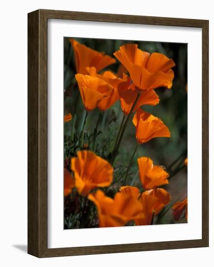 California Poppies, Antelope Valley, California, USA-Jamie & Judy Wild-Framed Photographic Print