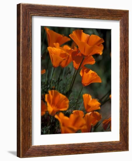 California Poppies, Antelope Valley, California, USA-Jamie & Judy Wild-Framed Photographic Print
