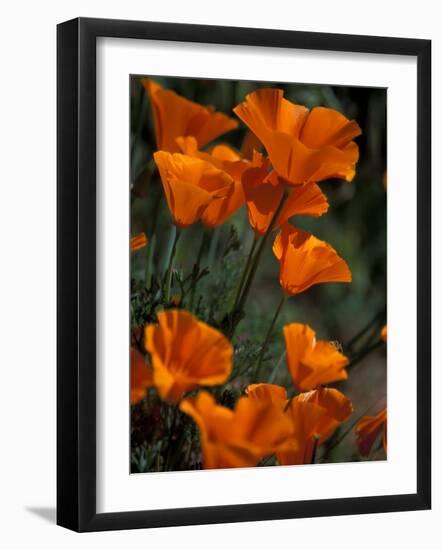 California Poppies, Antelope Valley, California, USA-Jamie & Judy Wild-Framed Photographic Print