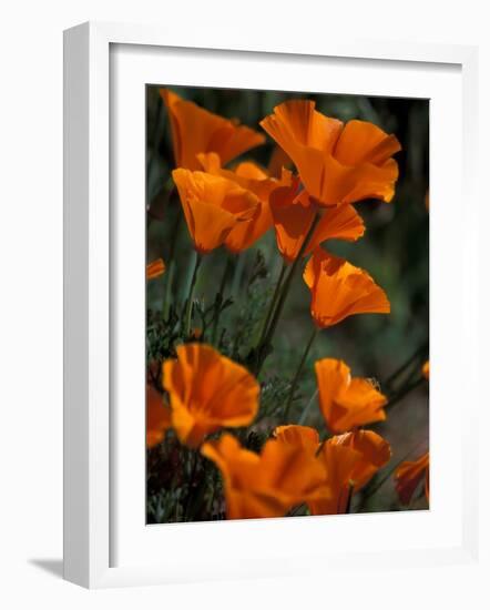 California Poppies, Antelope Valley, California, USA-Jamie & Judy Wild-Framed Photographic Print