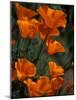 California Poppies, Antelope Valley, California, USA-Jamie & Judy Wild-Mounted Photographic Print