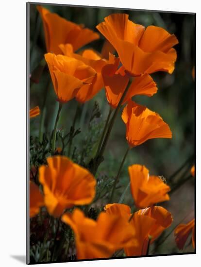 California Poppies, Antelope Valley, California, USA-Jamie & Judy Wild-Mounted Photographic Print