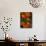California Poppies, Antelope Valley, California, USA-Jamie & Judy Wild-Photographic Print displayed on a wall