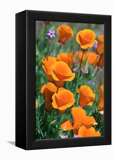 California Poppies, Antelope Valley, California, USA-Russ Bishop-Framed Premier Image Canvas