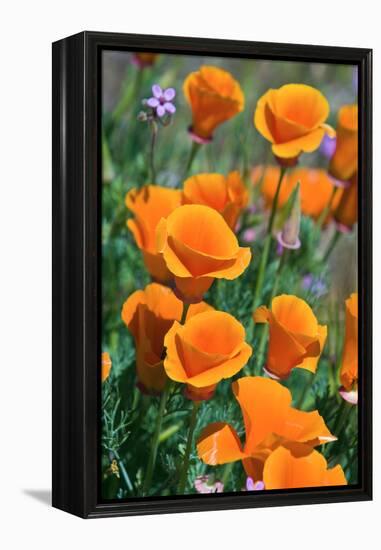 California Poppies, Antelope Valley, California, USA-Russ Bishop-Framed Premier Image Canvas