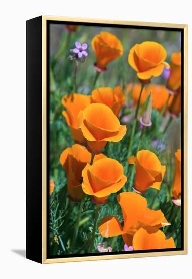 California Poppies, Antelope Valley, California, USA-Russ Bishop-Framed Premier Image Canvas