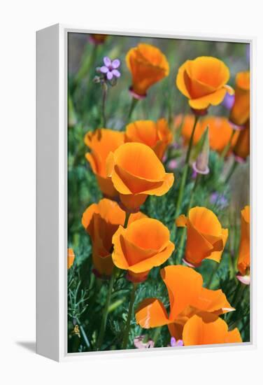 California Poppies, Antelope Valley, California, USA-Russ Bishop-Framed Premier Image Canvas