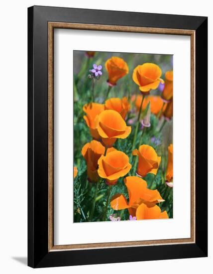 California Poppies, Antelope Valley, California, USA-Russ Bishop-Framed Photographic Print