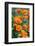 California Poppies, Antelope Valley, California, USA-Russ Bishop-Framed Photographic Print