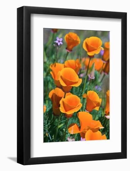 California Poppies, Antelope Valley, California, USA-Russ Bishop-Framed Photographic Print