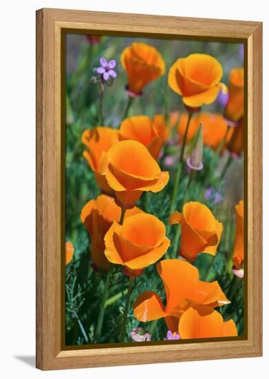 California Poppies, Antelope Valley, California, USA-Russ Bishop-Framed Premier Image Canvas