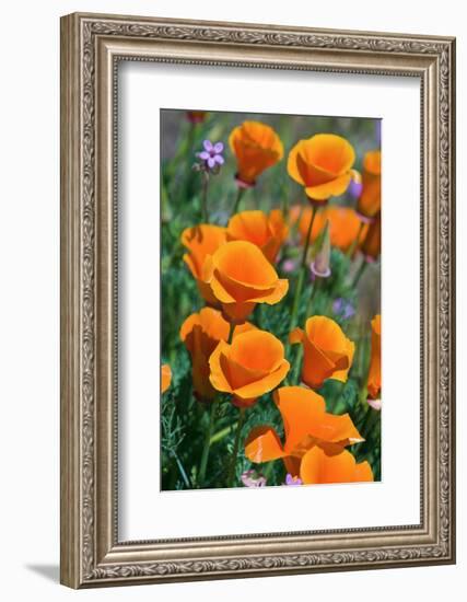 California Poppies, Antelope Valley, California, USA-Russ Bishop-Framed Photographic Print