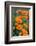 California Poppies, Antelope Valley, California, USA-Russ Bishop-Framed Photographic Print