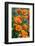 California Poppies, Antelope Valley, California, USA-Russ Bishop-Framed Photographic Print