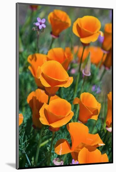 California Poppies, Antelope Valley, California, USA-Russ Bishop-Mounted Photographic Print