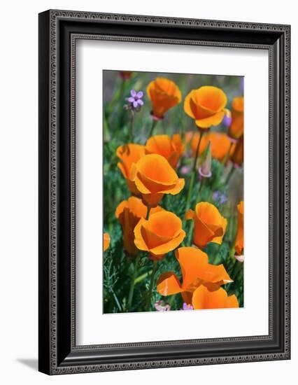 California Poppies, Antelope Valley, California, USA-Russ Bishop-Framed Photographic Print