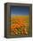 California Poppies, Antelope Valley, Lancaster, California-Terry Eggers-Framed Premier Image Canvas