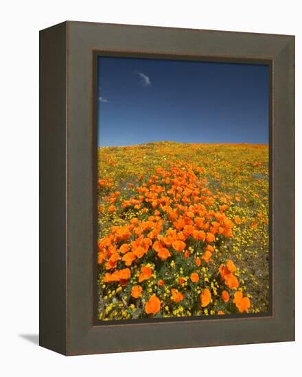 California Poppies, Antelope Valley, Lancaster, California-Terry Eggers-Framed Premier Image Canvas