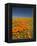 California Poppies, Antelope Valley, Lancaster, California-Terry Eggers-Framed Premier Image Canvas