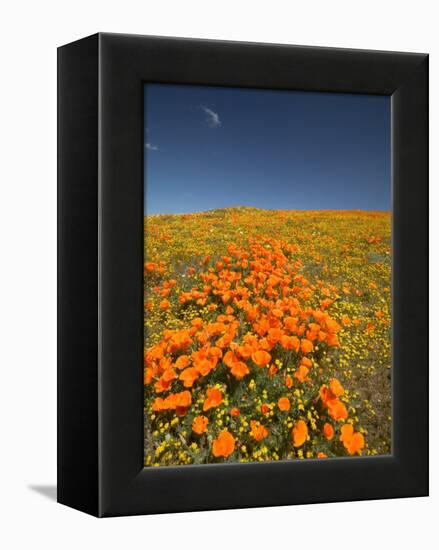 California Poppies, Antelope Valley, Lancaster, California-Terry Eggers-Framed Premier Image Canvas