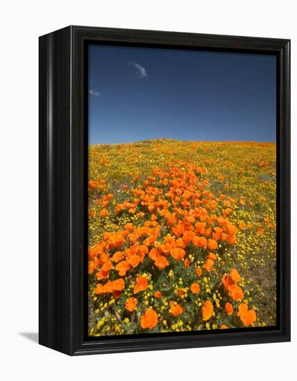 California Poppies, Antelope Valley, Lancaster, California-Terry Eggers-Framed Premier Image Canvas