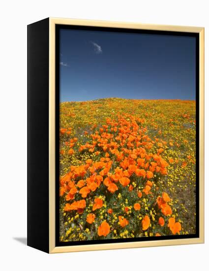 California Poppies, Antelope Valley, Lancaster, California-Terry Eggers-Framed Premier Image Canvas