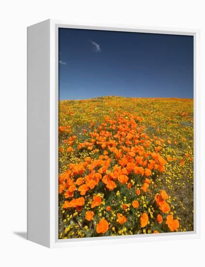 California Poppies, Antelope Valley, Lancaster, California-Terry Eggers-Framed Premier Image Canvas