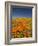 California Poppies, Antelope Valley, Lancaster, California-Terry Eggers-Framed Photographic Print