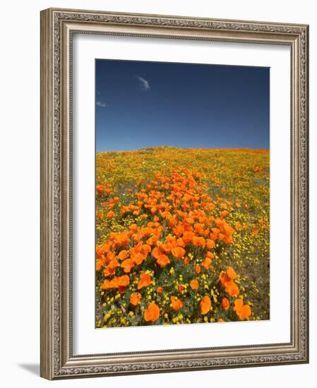 California Poppies, Antelope Valley, Lancaster, California-Terry Eggers-Framed Photographic Print