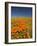 California Poppies, Antelope Valley, Lancaster, California-Terry Eggers-Framed Photographic Print