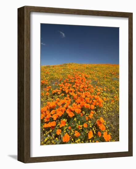 California Poppies, Antelope Valley, Lancaster, California-Terry Eggers-Framed Photographic Print