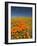 California Poppies, Antelope Valley, Lancaster, California-Terry Eggers-Framed Photographic Print