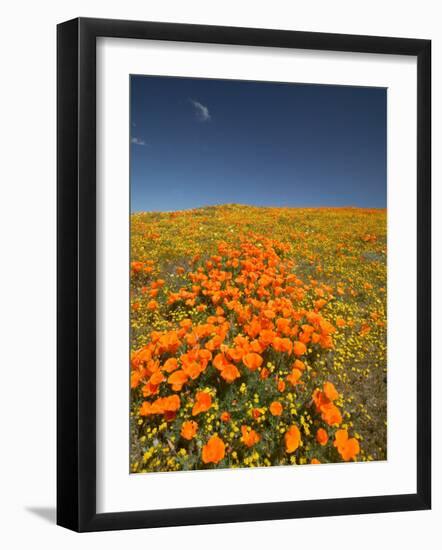 California Poppies, Antelope Valley, Lancaster, California-Terry Eggers-Framed Photographic Print