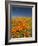 California Poppies, Antelope Valley, Lancaster, California-Terry Eggers-Framed Photographic Print