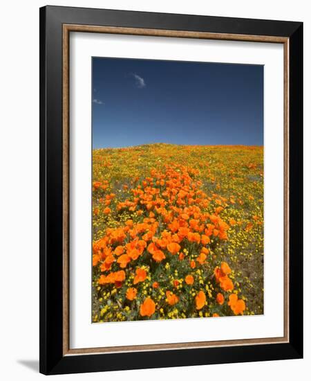 California Poppies, Antelope Valley, Lancaster, California-Terry Eggers-Framed Photographic Print