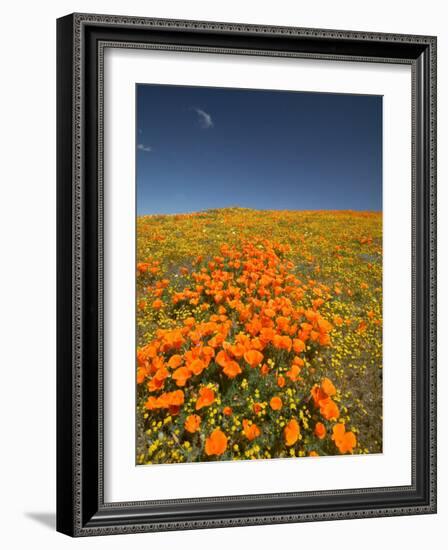 California Poppies, Antelope Valley, Lancaster, California-Terry Eggers-Framed Photographic Print